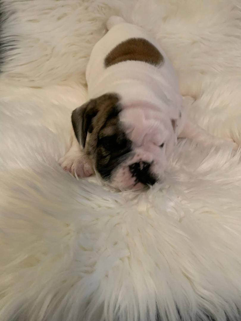 Pet image – gallery view